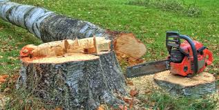 Best Emergency Tree Removal  in Midway North, TX