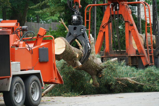 Best Storm Damage Tree Cleanup  in Midway North, TX