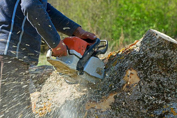 Best Tree Cabling and Bracing  in Midway North, TX